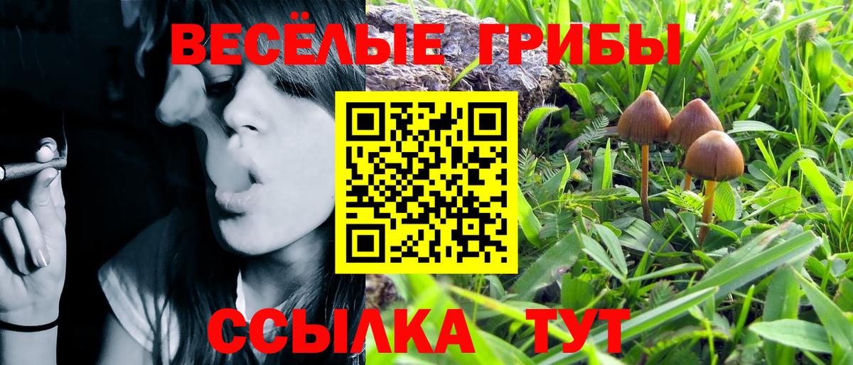Псилоцибиновые грибы Cubensis  Вход с VPN  Белая Калитва 